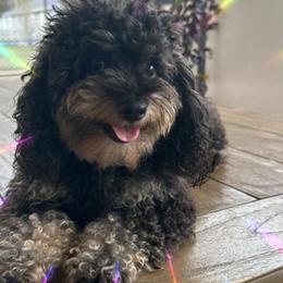 Lady - Poodle