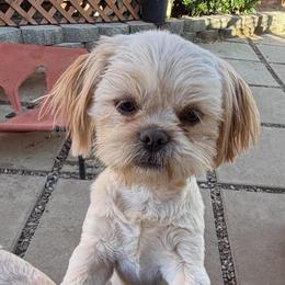 Teddy - Cream and white male Shih Tzu puppy in Victorville, California from RUMBLE n TUMBLE