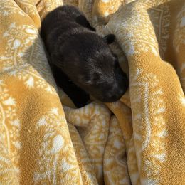 Alabama - Gold brindle male Dutch Shepherd puppy in Slippery Rock, Pennsylvania from Pytka Performance K9