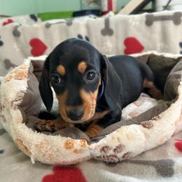 Purple - Black and tan female Dachshund puppy in Cumby, Texas from Dog Daze Ranch