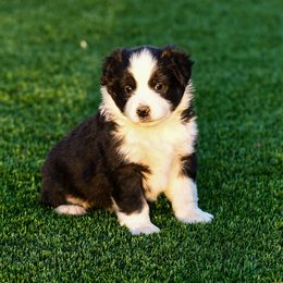 Miniature Australian Shepherd Puppies from Rockin D Mini Aussies