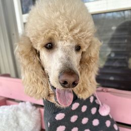 Stella Rose - Poodle