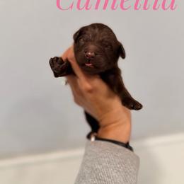 Camellia - Chocolate female Goldendoodle puppy in Dallas County, Texas from Dream A Little Doodle