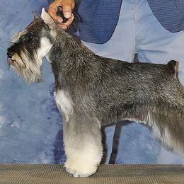 S.E. - Miniature Schnauzer