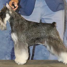 S.E. - Miniature Schnauzer