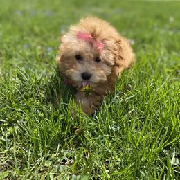 Poodle Puppies from Singing Sands Poodles