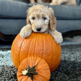 Goldendoodle Puppies from Celestial Doodles