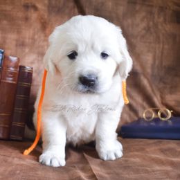 Golden Retriever Puppies from ElkRidge Goldens