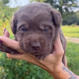 Purple girl - Chocolate female Labrador Retriever puppy in Conway, Missouri from Ozark Mountain Kennel