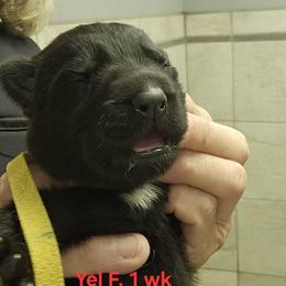 Girl 8 - female German Shepherd puppy in Rome, Georgia from Patriot Shepherds