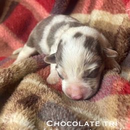 Boy 1 - Liver and white male American Corgi puppy in Grants Pass, Oregon from KnR Antler Dogs