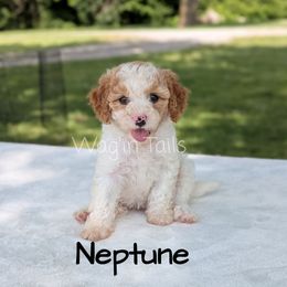 Neptune - Blenheim female Cavapoo puppy in Amboy, Indiana from Wag'in Tails