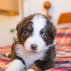 Astra - female Australian Mountain Doodle puppy in Lafayette, Missouri from Brick House Farm Doodles