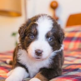 Astra - female Australian Mountain Doodle puppy in Lafayette, Missouri from Brick House Farm Doodles