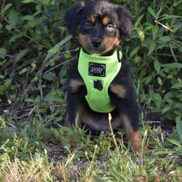 German Shorthaired Pointer, Miniature American Shepherd, Miniature Australian Shepherd, and Toy Australian Shepherd Puppies from Foxtail Hollow