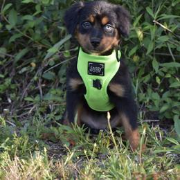 German Shorthaired Pointer, Miniature American Shepherd, Miniature Australian Shepherd, and Toy Australian Shepherd Puppies from Foxtail Hollow