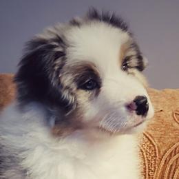 Australian Shepherd Puppies from Timber Run Aussies