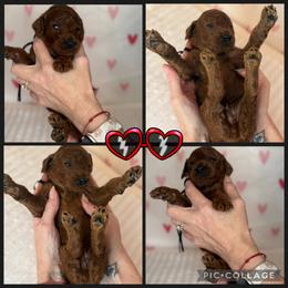 Romeo - Red  male Poodle puppy in Mount Vernon, Illinois from AMC Poodles