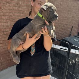 Girl 2 - Gray brindle female Cane Corso puppy in Highland, Illinois from C&I Elite Cane Corso