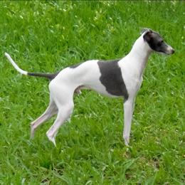 Swinger - Italian Greyhound