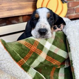 Hyacinth - Black brown and white female Basset Hound puppy in Bellaire, Ohio from Blessed Bassets