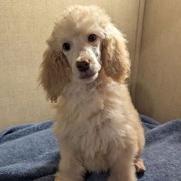 Marigold - Cream female Poodle puppy in Mongomery, Texas from Celestial Jewels Poodles