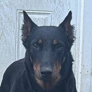 Rumor Has It - Beauceron