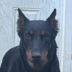 Rumor Has It - Beauceron