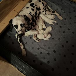 Girl 6 - White and black female Dalmatian puppy in Williamsburg, Ohio from Dewey’s Dals