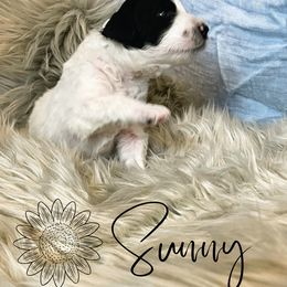 Bernedoodle and Poodle Puppies from Salty Standards