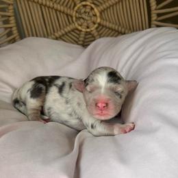 Sally - Blue merle female Australian Shepherd puppy in Grants Pass, Oregon from Carmel Mountain Aussies