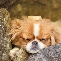 Etta - Japanese Chin
