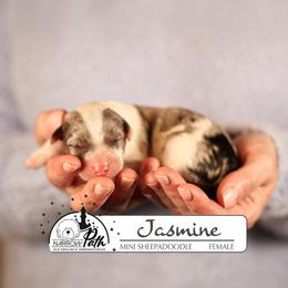 Jasmine - Blue merle and white female Sheepadoodle puppy in Cleveland, Tennessee from Narrow Path Old English & Sheepadoodles