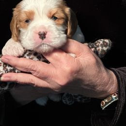 Cavalier King Charles Spaniel Puppies from Blessed Cavaliers