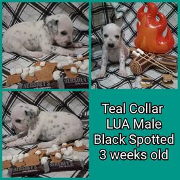 1 LUA MALE AVAILABLE - White and liver brown male Dalmatian puppy in Perry, Michigan from Mid-Michigan Dalmatians