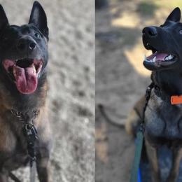 Belgian Malinois puppies from Faubion Malinois
