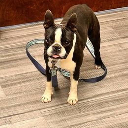 Denny - Boston Terrier