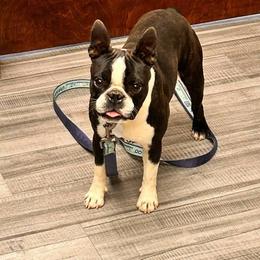 Denny - Boston Terrier