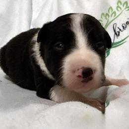 Zephyr - Black and white male Border Collie puppy in Paris, Texas from Broadmoor Farm