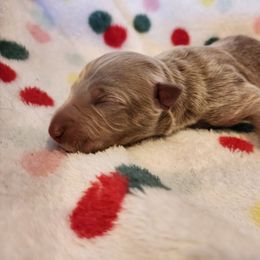 Ginger - Isabella female German Shepherd puppy in Los Lunas, New Mexico from Mali's German Shepherds