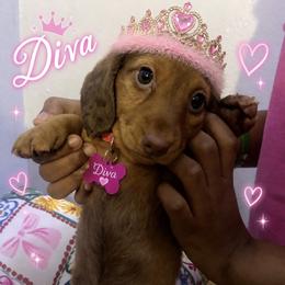 Diva - Chocolate and tan female Dachshund puppy in New York, New York from Sausagedog-NYC