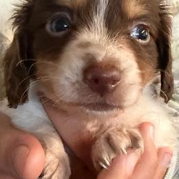 Acorn - Chocolate and tan male Dachshund puppy in Hudson, Michigan from Mittentail Kennel Miniature Dachshunds & Australian Shepherds