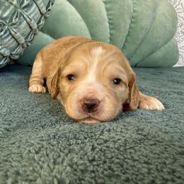 Luna - Gold female Australian Labradoodle puppy in Citrus Heights, California from Elite Blend Labradoodles