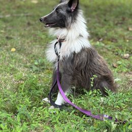 Katie - Shetland Sheepdog