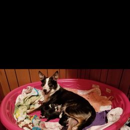 Border Collie Puppies from Soaring Borders Border Collies