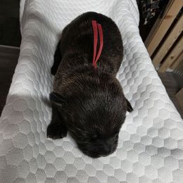 Miss Red - Red brindle female Cairn Terrier puppy in Savannah, Missouri from WoodSchott Cairn Terriers