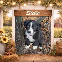 Stella - Black & white female Australian Shepherd puppy in Citra, Florida from AEW Farm