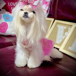 Cookie - Maltese