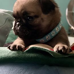 Snack Size - Fawn male Pug puppy in Saint Pauls, North Carolina from Copperfield’s Goldens