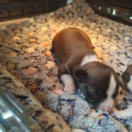 Busta - Sable spotted white male Chihuahua puppy in Gray, Louisiana from Chi Chi's Place LLC